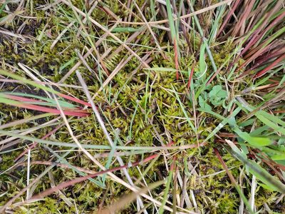 Calliergonella cuspidata, photographed by Ben Deed
