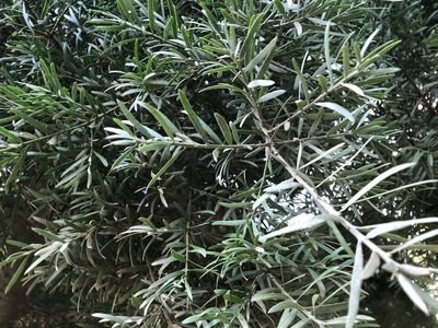 Afrocarpus falcatus, photographed by Caroline Voget