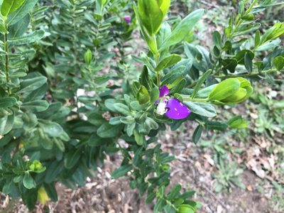 Polygala myrtifolia, photographed by Caroline Voget