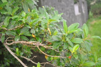 Coprosma robusta, photographed by Tony Wills
