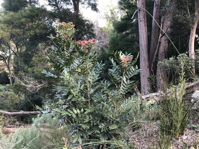 Harpephyllum afrum, photographed by Caroline Voget