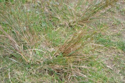 Juncus tenuis, photographed by Tony Wills