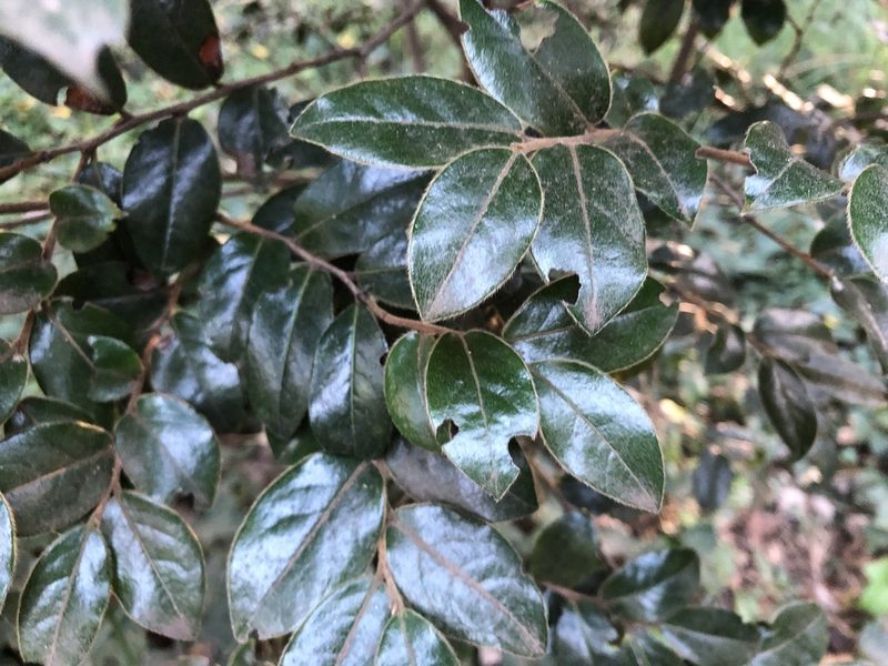 Diospyros whyteana, photographed by Caroline Voget
