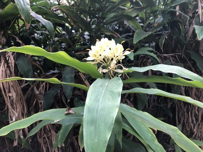 Hedychium flavescens, photographed by Caroline Voget