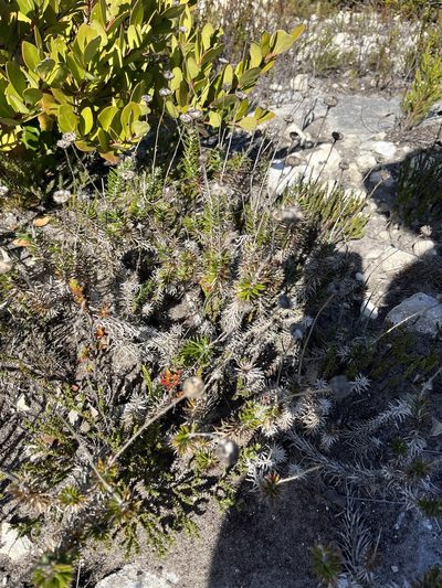Senecio pillansii, photographed by Charleen Brunke
