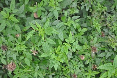 Cedronella canariensis, photographed by Tony Wills