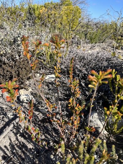 Hermannia concinnifolia, photographed by Charleen Brunke