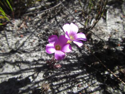 Oxalis truncatula, photographed by douglaseustonbrown