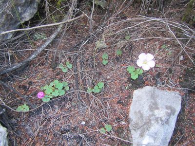 Oxalis commutata, photographed by douglaseustonbrown