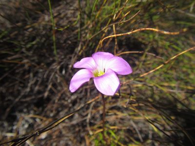 Oxalis polyphylla, photographed by douglaseustonbrown