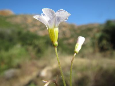 Oxalis punctata, photographed by douglaseustonbrown
