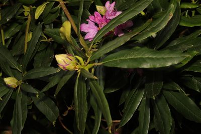 Rhododendron ponticum, photographed by Stephen James McWilliam