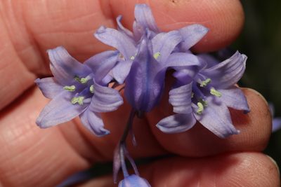 Hyacinthoides hispanica, photographed by Stephen James McWilliam