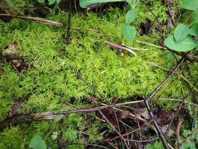 Kindbergia praelonga, photographed by Ben Deed