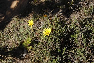 Arctotis semipapposa, photographed by Tony Rebelo