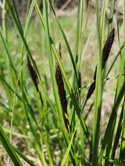 Carex melanostachya, photographed by Анна Митрошенкова