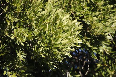 Olea capensis, photographed by Tony Rebelo