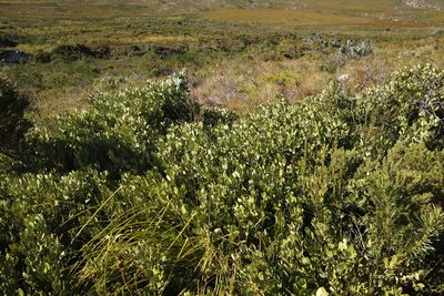 Olea capensis, photographed by Tony Rebelo