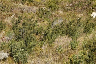 Hakea sericea, photographed by Tony Rebelo