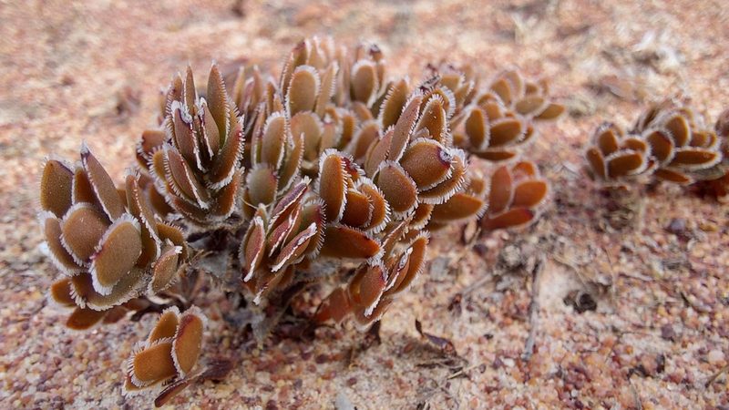 Crassula fallax, photographed by Jacques van der Merwe