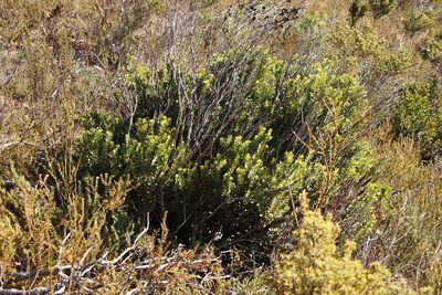 Osyris compressa, photographed by Tony Rebelo