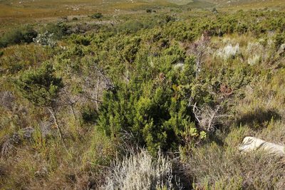 Widdringtonia nodiflora, photographed by Tony Rebelo