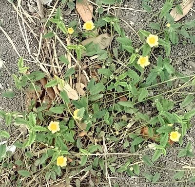 Sida abutilifolia, photographed by José Gerardo Velasco