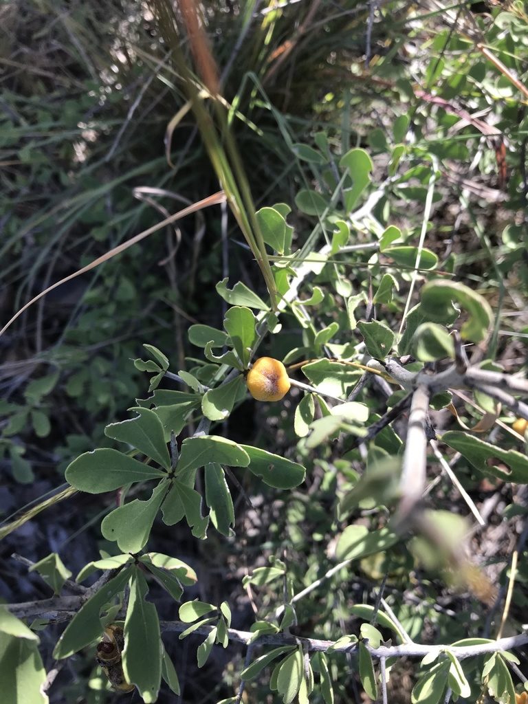 Gymnosporia pubescens, photographed by rosshawkins