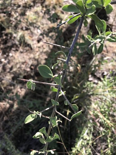 Gymnosporia pubescens, photographed by rosshawkins