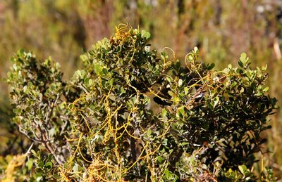 Cassytha ciliolata, photographed by Tony Rebelo