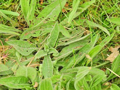 Centaurea nigra, photographed by Susan Marley