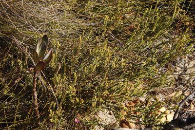 Penaea mucronata, photographed by Tony Rebelo