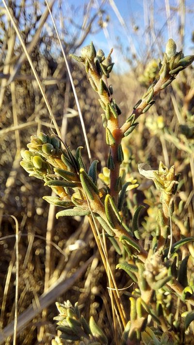Phylica strigulosa, photographed by Jacques van der Merwe