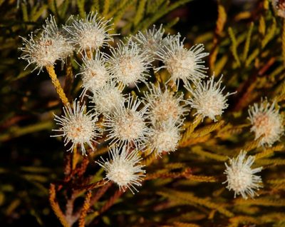 Brunia noduliflora, photographed by Tony Rebelo