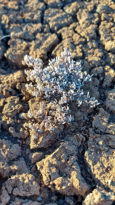 Kewa arenicola, photographed by Jacques van der Merwe