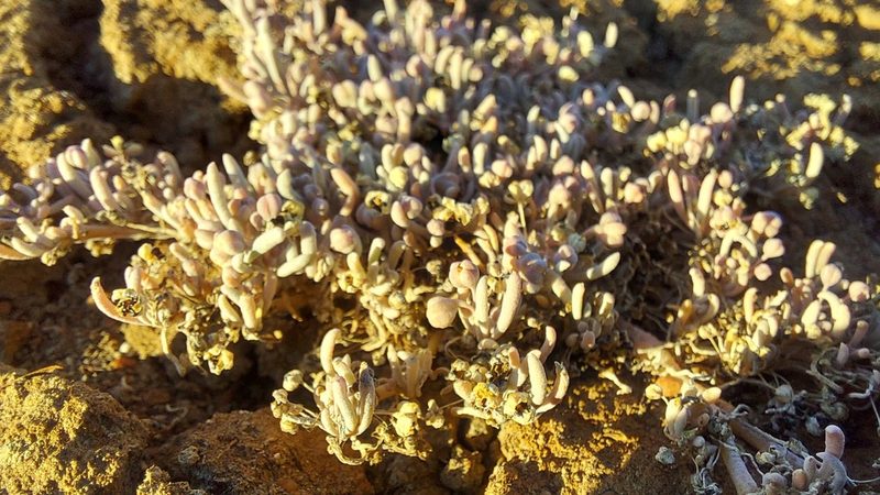 Kewa arenicola, photographed by Jacques van der Merwe