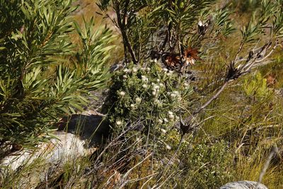 Phaenocoma prolifera, photographed by Tony Rebelo