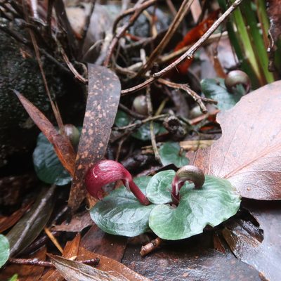 Corybas aconitiflorus, photographed by Cowirrie