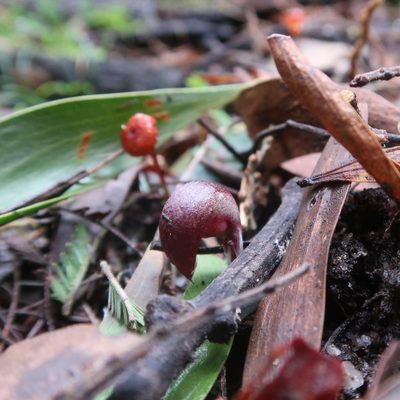 Corybas aconitiflorus, photographed by Cowirrie