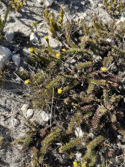 Senecio lycopodioides, photographed by Charleen Brunke