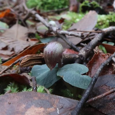 Corybas aconitiflorus, photographed by Cowirrie