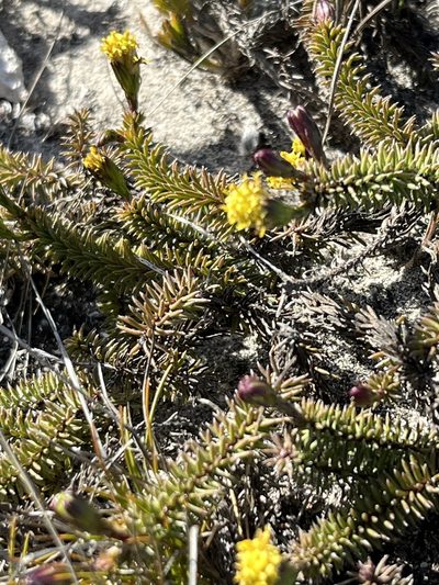 Senecio lycopodioides, photographed by Charleen Brunke
