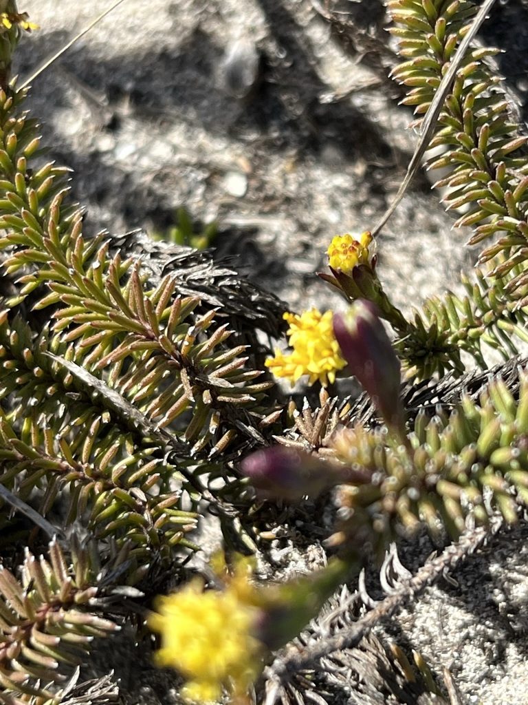 Senecio lycopodioides, photographed by Charleen Brunke