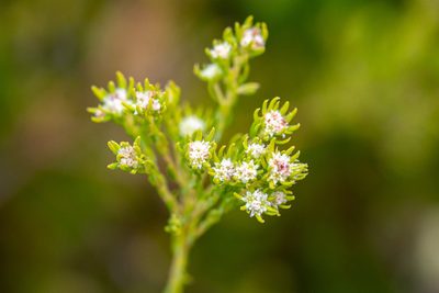 Phylica minutiflora, photographed by magriet b