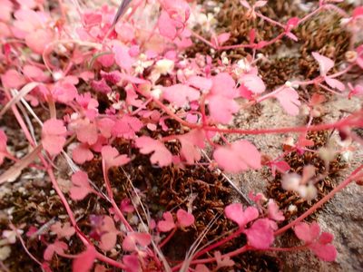Pterostegia drymarioides, photographed by Cricket Raspet