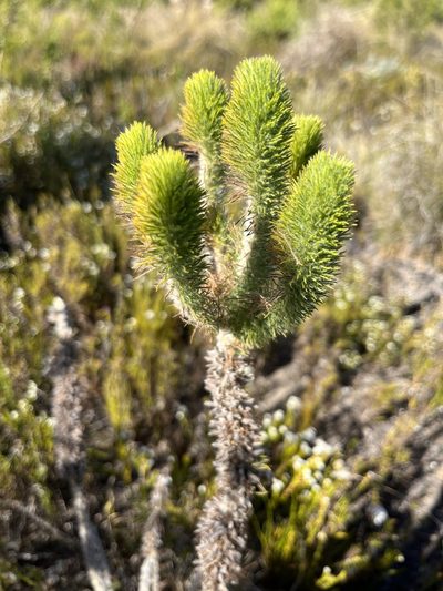 Aspalathus incurvifolia, photographed by Charleen Brunke