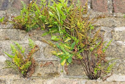 Asplenium adiantum-nigrum, photographed by Andrew Skotnicki