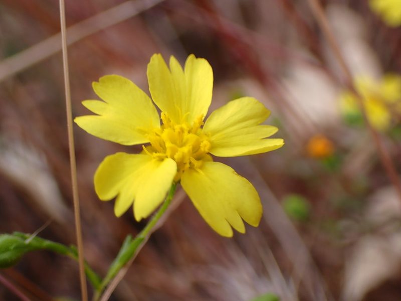 Deinandra kelloggii, photographed by Cricket Raspet