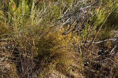 Montinia caryophyllacea, photographed by Tony Rebelo