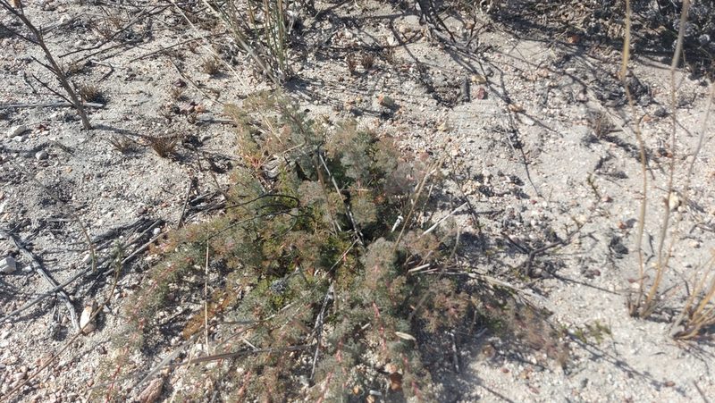 Serruria incrassata, photographed by Jacques van der Merwe